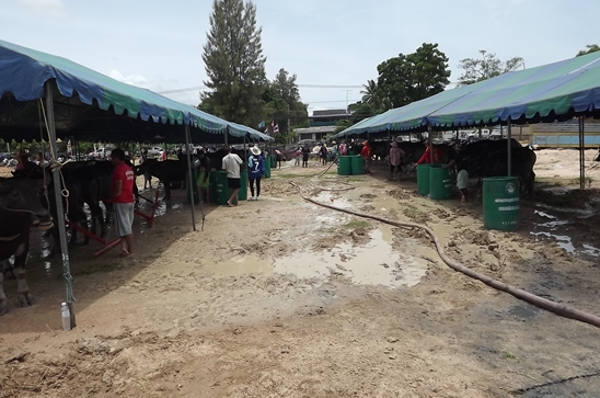 Buffalo races prove popular once again in Pattaya