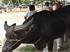 Buffalo races prove popular once again in Pattaya