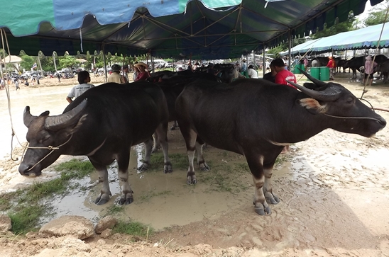 Buffalo races prove popular once again in Pattaya