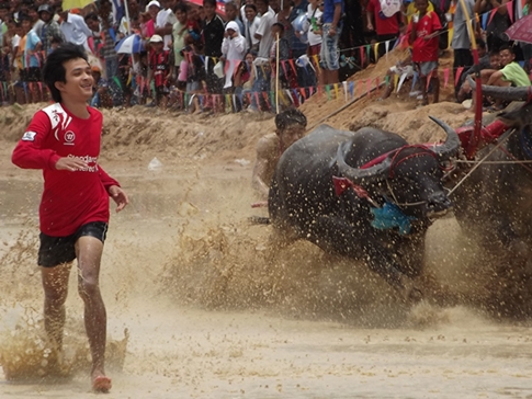 Buffalo races prove popular once again in Pattaya