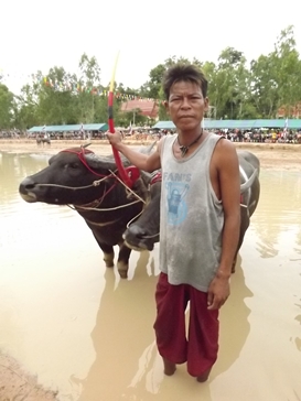 Buffalo races prove popular once again in Pattaya