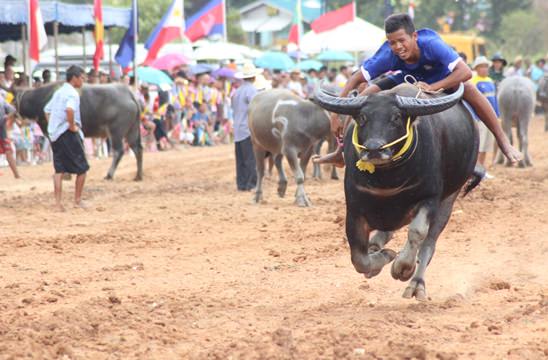 Nongprue Buffalo racing 2014