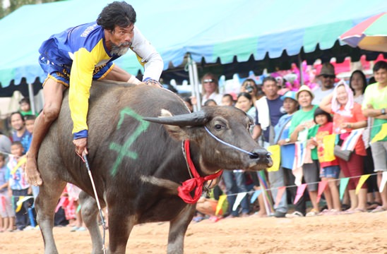 Nongprue Buffalo racing 2014