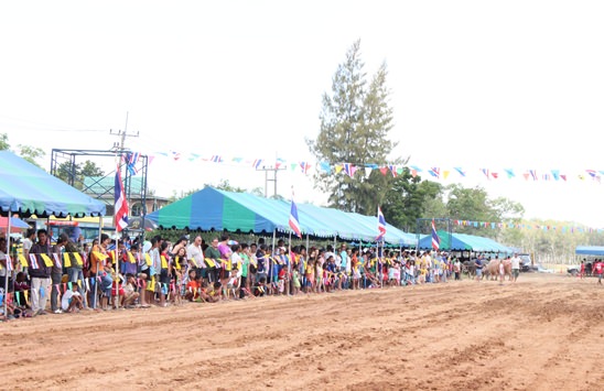 Nongprue Buffalo racing 2014