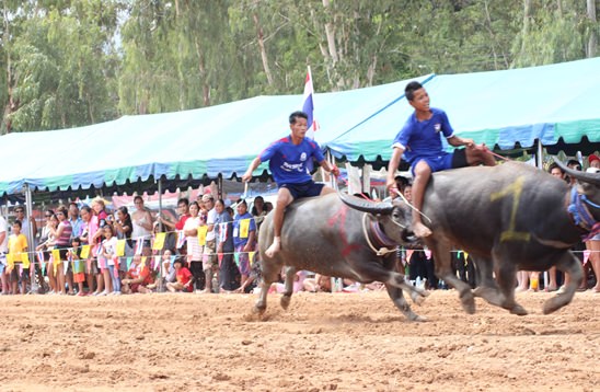 Nongprue Buffalo racing 2014
