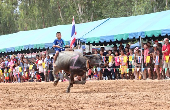 Nongprue Buffalo racing 2014
