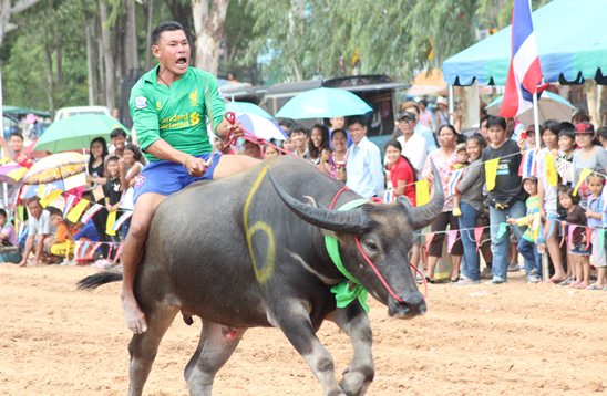 Nongprue Buffalo racing 2014