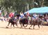 Nongprue Buffalo racing 2014