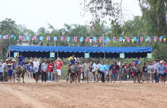 Nongprue Buffalo racing 2014