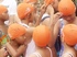 Rotary Charity Cross Bay Swim raises much needed funds for humanitarian projects