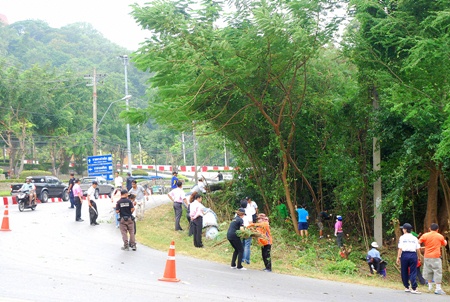 Pattaya Parks Department staff and volunteers cut back or removed about 200 trees along Pratamnak Road. 
