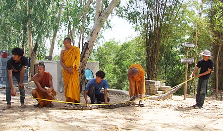 Monks and helpers try to stretch out the long serpent in order to measure it. 