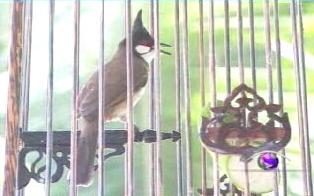 There is a distinctive musical quality to the voice of the red-whiskered Bulbul. Due to the lyrical quality of the songbird's singing voice, the scientifically-named Pycnonotus jocosuse has been popular among bird lovers, especially in southern Thailand. Raised there as pets, they are also bred for sale to other regions and to the neighbouring country of Singapore.  