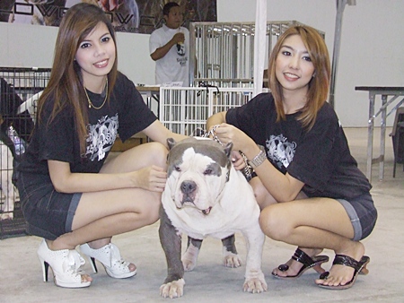 An American Bully with Miss Bully winners.