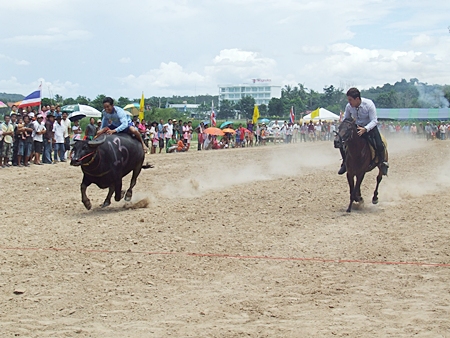 Water buffalos proved to be remarkably quick, but alas lost most of the head to head races against riders on horseback during the races recently held at Mabprachan reservoir.  The popular event, usually held in November with the annual longboat races, always draws a large crowd of fun-loving fans.  