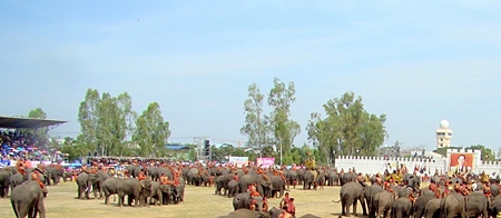 About 300 elephants parade before the audience at the end of the Surin Elephant Round Up.