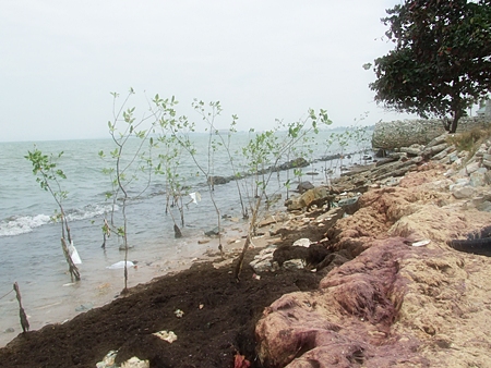 Trash is strewn about this “protected” mangrove nursery in Naklua. 