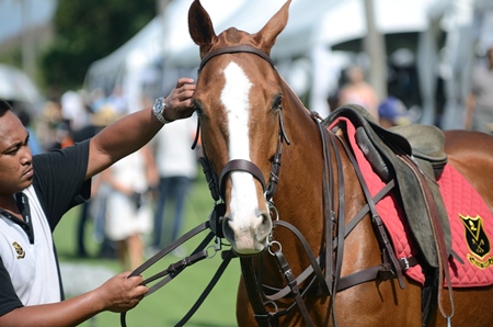 The horses once again received most of the star attention.