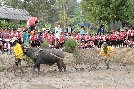 The Royal Thai Navy in Sattahip is creating a buffalo-preservation project to revisit the good old days. 