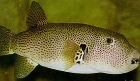 The black spotted pufferfish.  If you catch it, don’t eat it. 