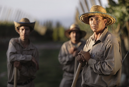 Vineyard workers at Zuccardi Winery, Argentina. 