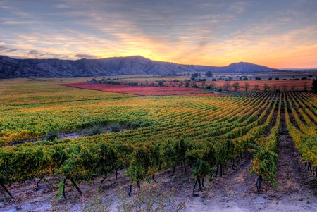 La Rinconada vineyard, source of “Las Condes” wines. 