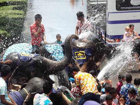 Elephants go wild, spraying water on guests at the Nong Nooch Tropical Gardens.