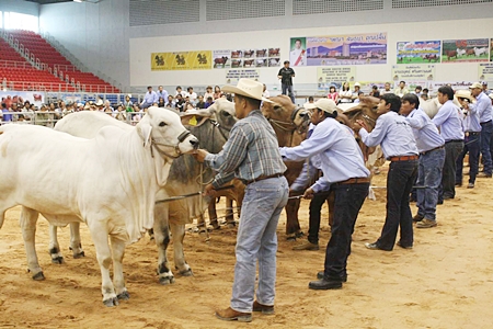 Buckaroos line up their best heifers for judging at the 2012 Pattaya Livestock Show. 