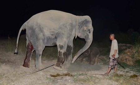 Mother Busarakham encourages her calf to walk just hours after he was born. 
