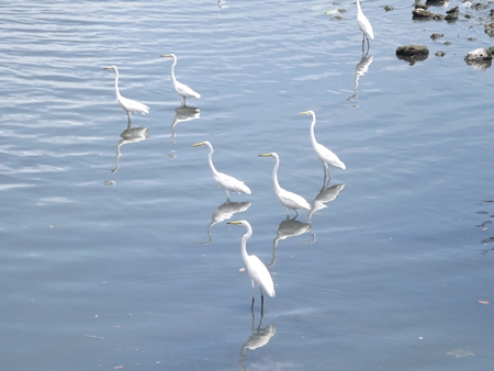 Egrets’ images reflect in the calm waters near Naklua Bridge. 