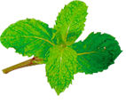 Marsh Mint: 