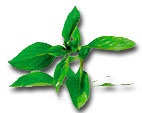 Sweet Basil: 