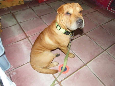 The center of the argument - Hollick’s dog.