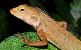 Ian’s passion particularly relates to urban wildlife - this photogenic young lad was pictured right here in downtown Pattaya.