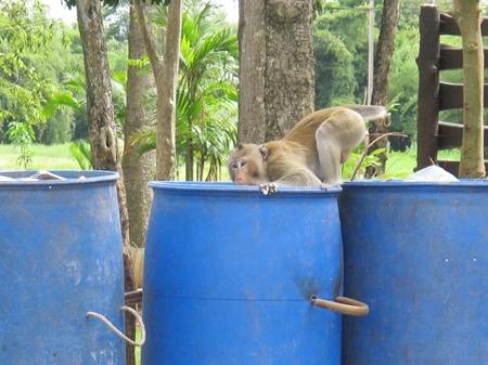 This tailless simian spent its time looking lost and rummaging in the trash. 