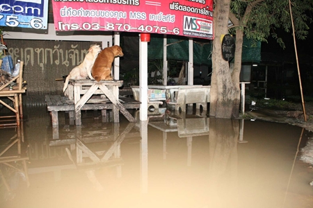 Local pets take to high ground to keep their paws dry during the annual floods. 