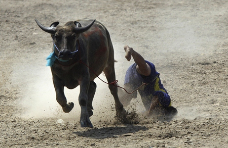 Ouch! A buffalo jockey falls off his “steed” during the annual water buffalo race in Chonburi on Monday, Oct. 29. (AP Photo/Sakchai Lalit)