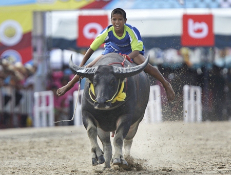 Although he is just a young boy, this jockey seems to be right at home racing his monstrous “thoroughbred”. (AP Photo/Sakchai Lalit)