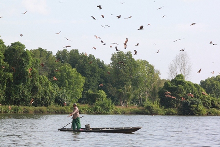 A fisherman feeds the red hawks, which can be found in abundance here.