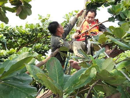 A rescue worker tries to free Zhongping from his entanglement in a tree.