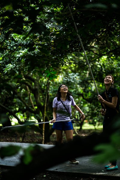 Picking rambutans at Suphattra Land.