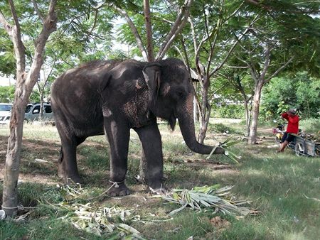Police and wildlife officials raided a Najomtien elephant camp, seizing “Phunzup,” a wild elephant sold as domesticated using falsified documentation.