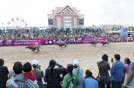 Buffalo riders compete during an annual buffalo race in Chonburi, Friday, Oct. 18. The annual race is a celebration among rice farmers before harvesting rice. (AP Photo/Apichart Weerawong)