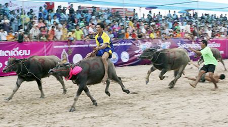 Some of the buffalo jockeys fell off their animals during the race. (AP Photo/Apichart Weerawong)