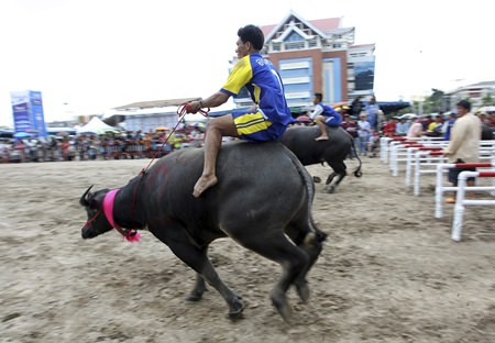 Riders sprint their buffaloes at the start of a 120-meter-long track. (AP Photo/Apichart Weerawong)