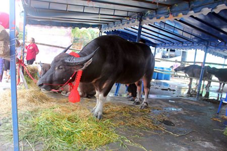 There is also a contest for best breeding.