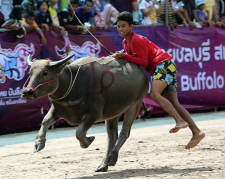 A young Thai rider jumps off the back of his buffalo during the annual buffalo races in Chonburi. (AP Photo/Apichart Weerawong)