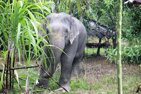 This stray elephant surprised residents of Rayong’s Klaeng District when she showed up to snack on some sugarcane.