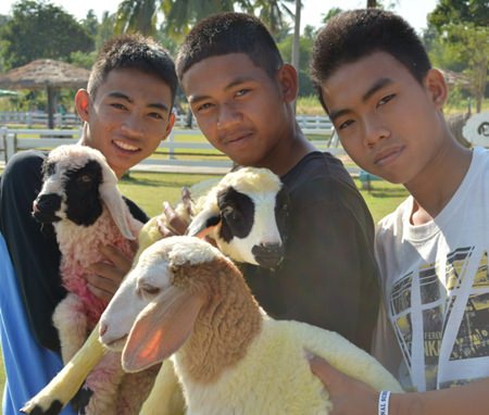 Even the teenage boys were impressed with the wooly animals.