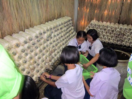 The Mushroom Farming Project helps students to earn income and utilize their time fruitfully.